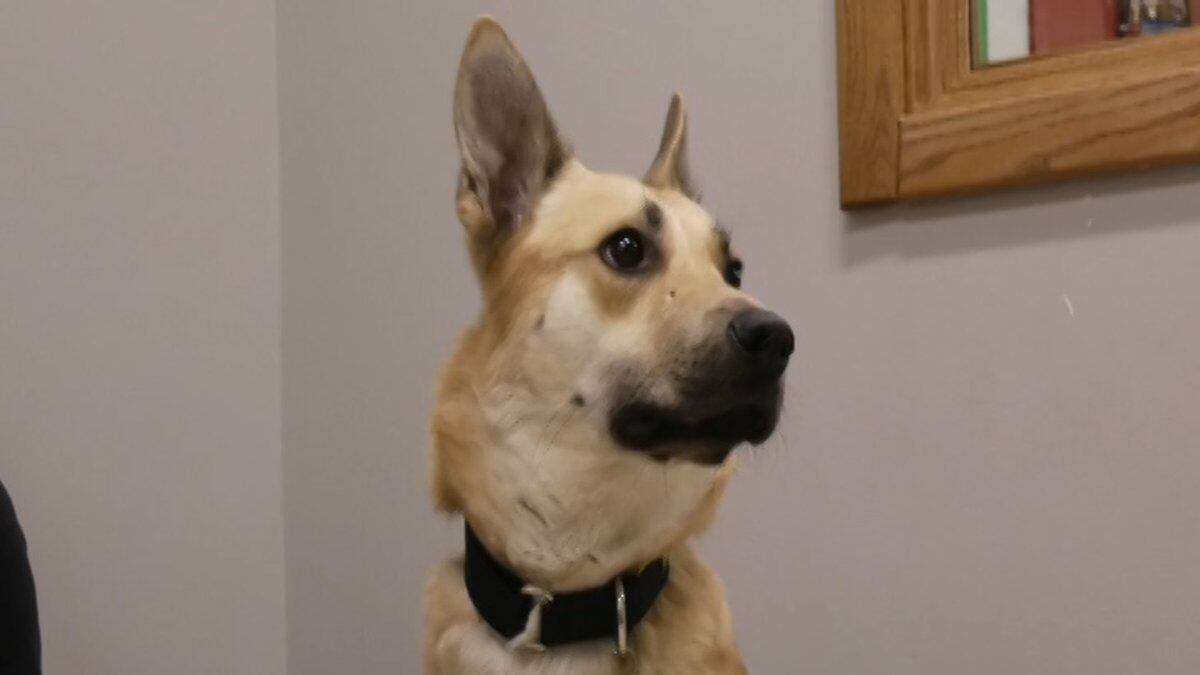 Very Important Pet: Oden the super smart Alaskan Mix