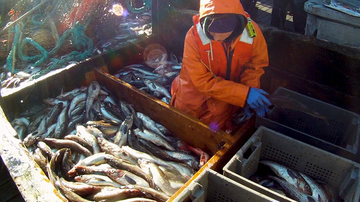 Alaska's fishing industry catches salmon, pollock, halibut, crab, and others. (NOAA)