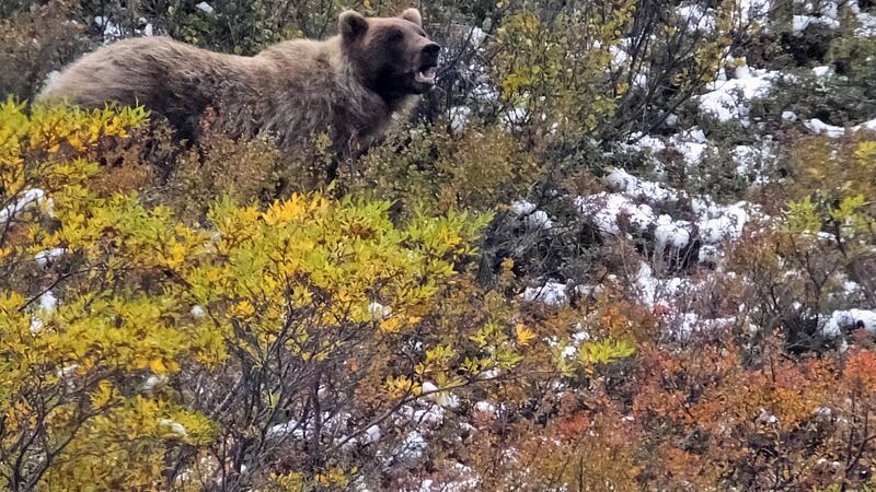 FILE - In this Monday, Aug. 31, 2015, file photo, a grizzly bear looks up from foraging, in...