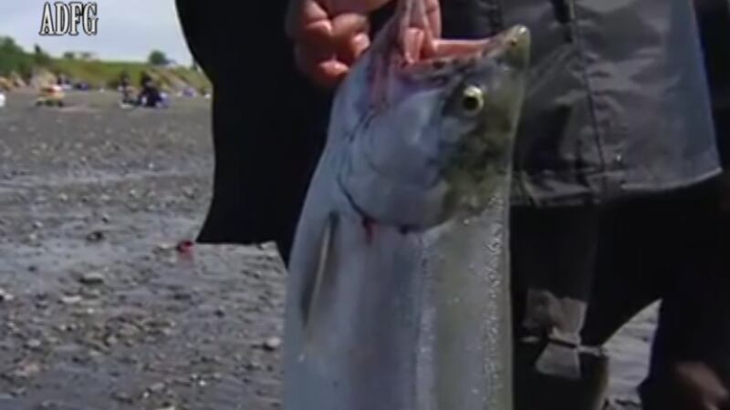 (Photo Credit Alaska Fish and Game)