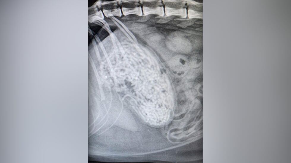 An animal shelter in South Carolina says a cat was brought in for emergency surgery for hair...