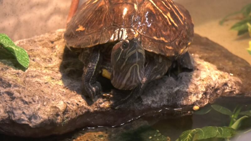 This little one may take a bit to come out of her shell, but it doesn’t take much for Tobae to...