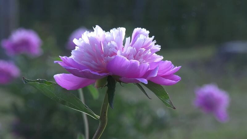 As the peony industry in Alaska grows larger every year, there are both challenges and rewards...