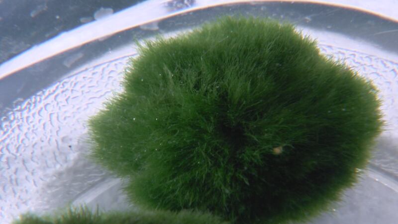A popular aquarium product called moss balls could be harboring an invasive species.