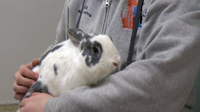 Thumper is a friendly bunny who is looking for a new forever home.