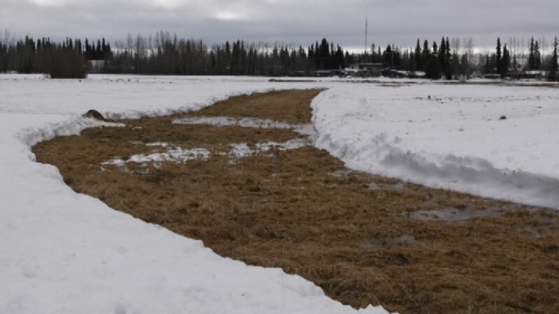 Geese have been spotted 100 miles away from Fairbanks and are expected soon. (Alex Bengel/KTVF