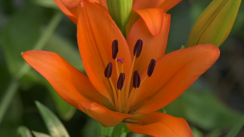 Perennials are those plants that grow back every year, including peonies and rhubarb.