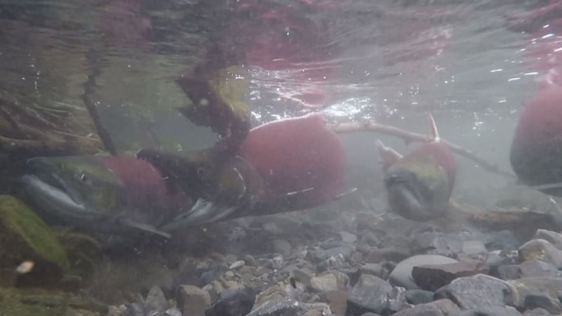 Sockeye salmon in Bristol (KTUU)