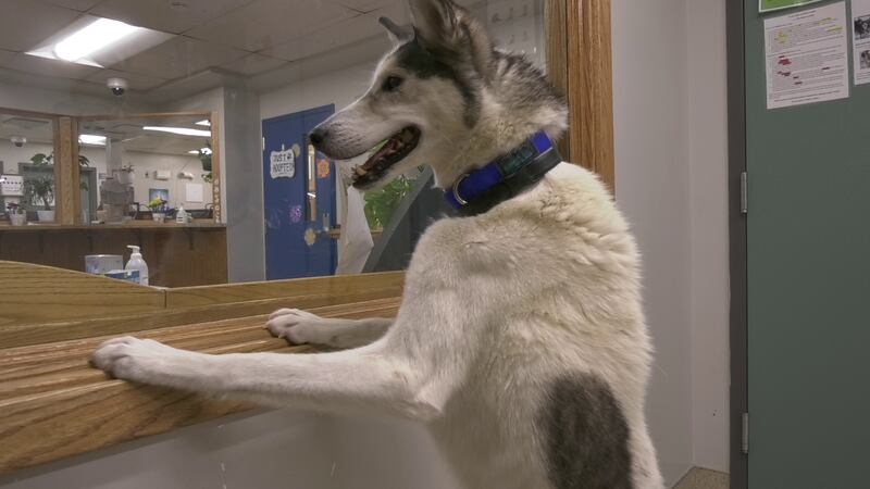 River is a adventurous pup despite her age, and is looking for a loving home to call her own.
