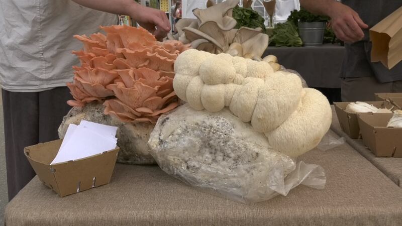 Matthew Meares grows oyster mushrooms at Boreal Woods Mushroom Farms in Ester, Alaska and...