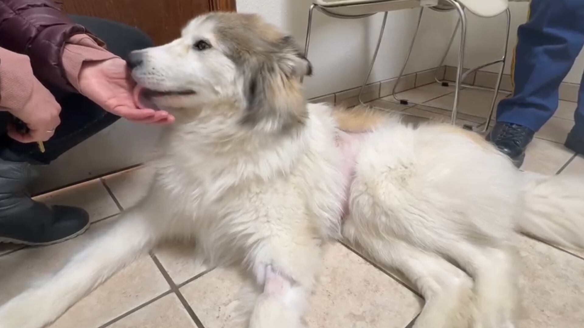 A happy ever after for Ace the Husky - Vimarsana News