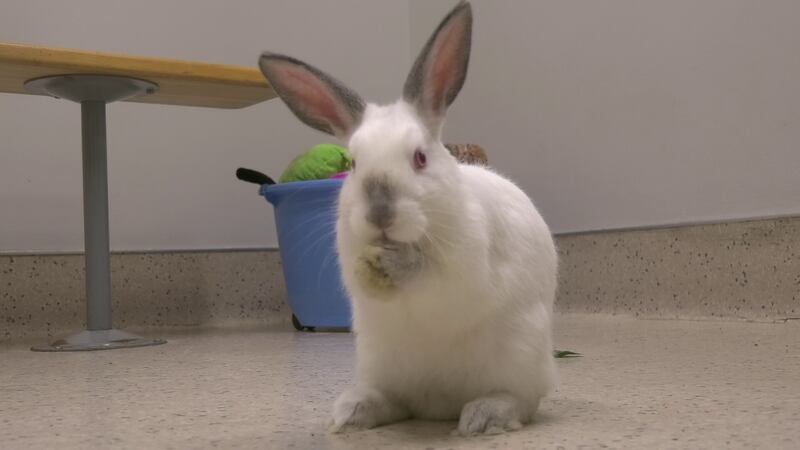 Here’s a bunny that has a sense of adventure, and a whole heap of siblings looking for forever...