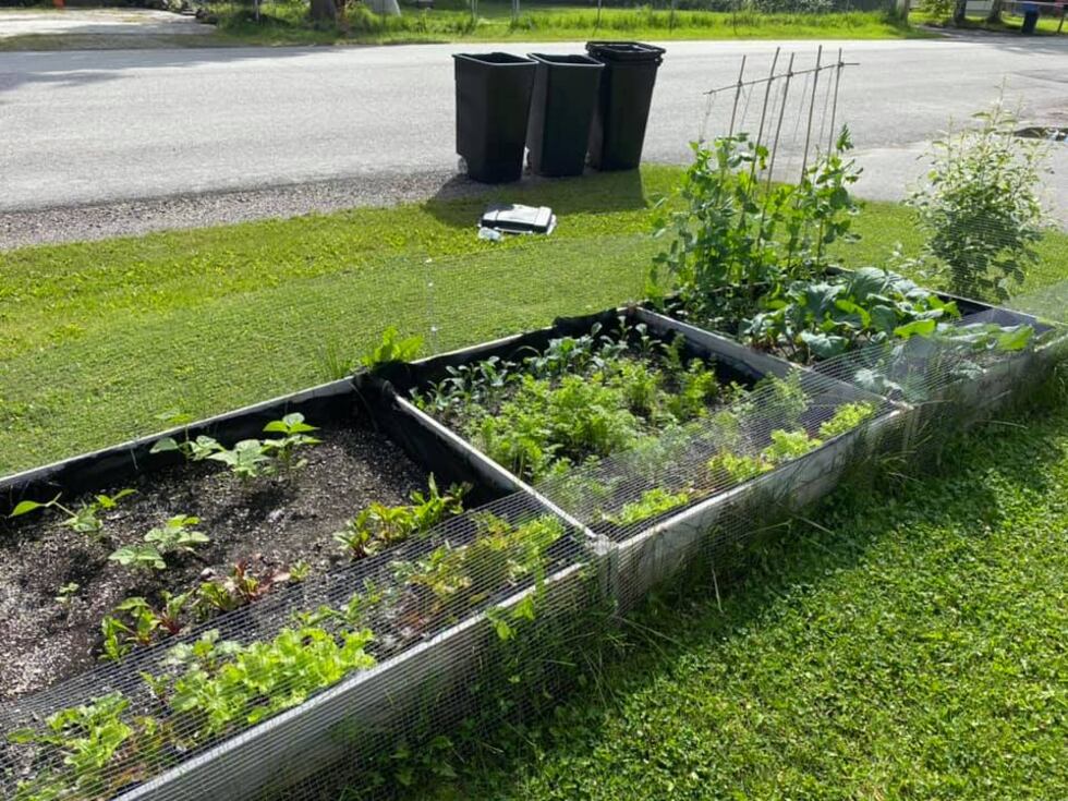 2020 Garden