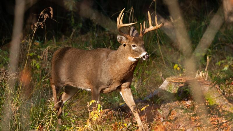 FILE - A white-tailed deer walks through the woods in Freeport, Maine, on Nov. 10, 2015....